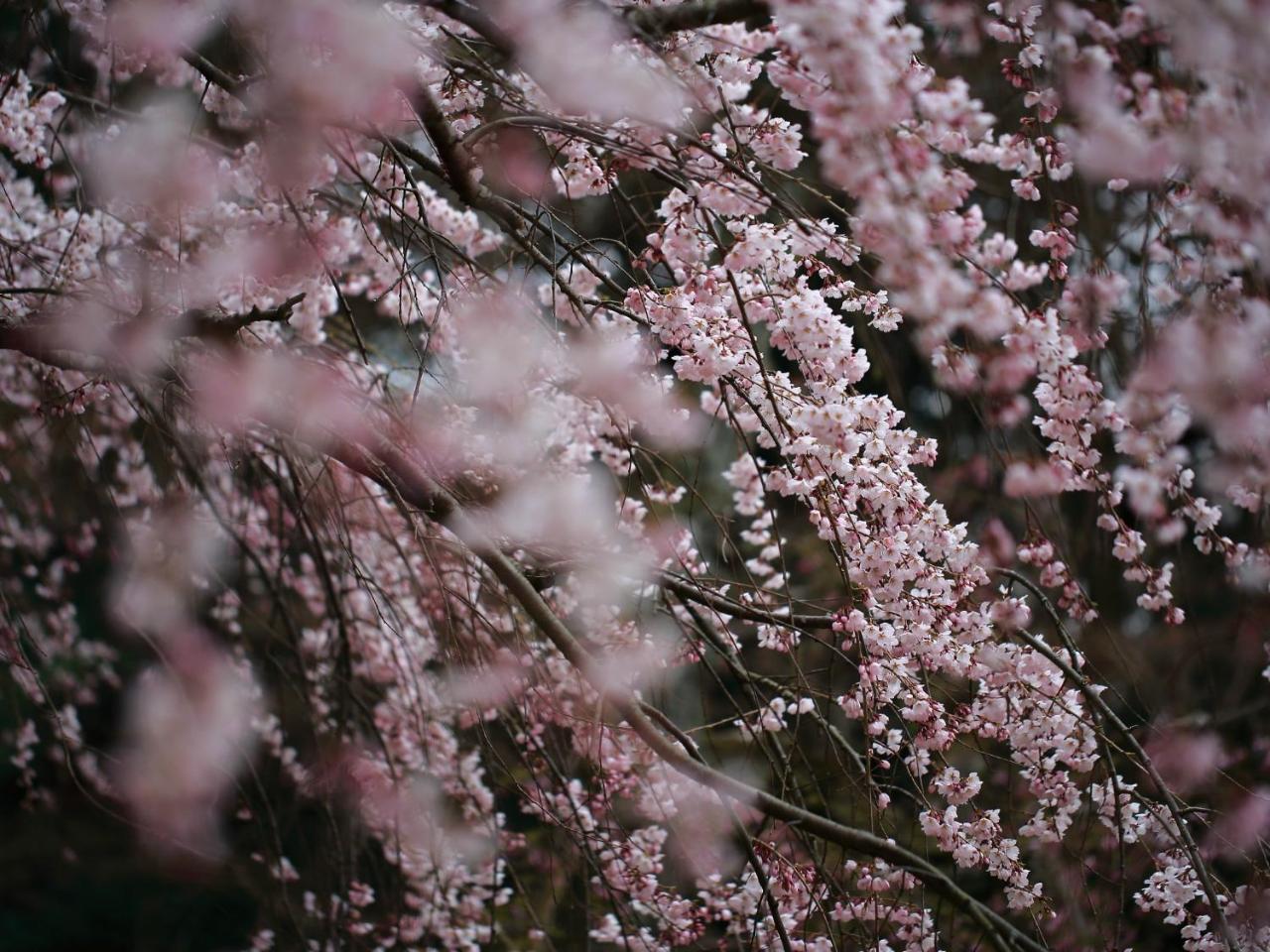 Отель Kyoto Machiyado Shijokarasuma Экстерьер фото